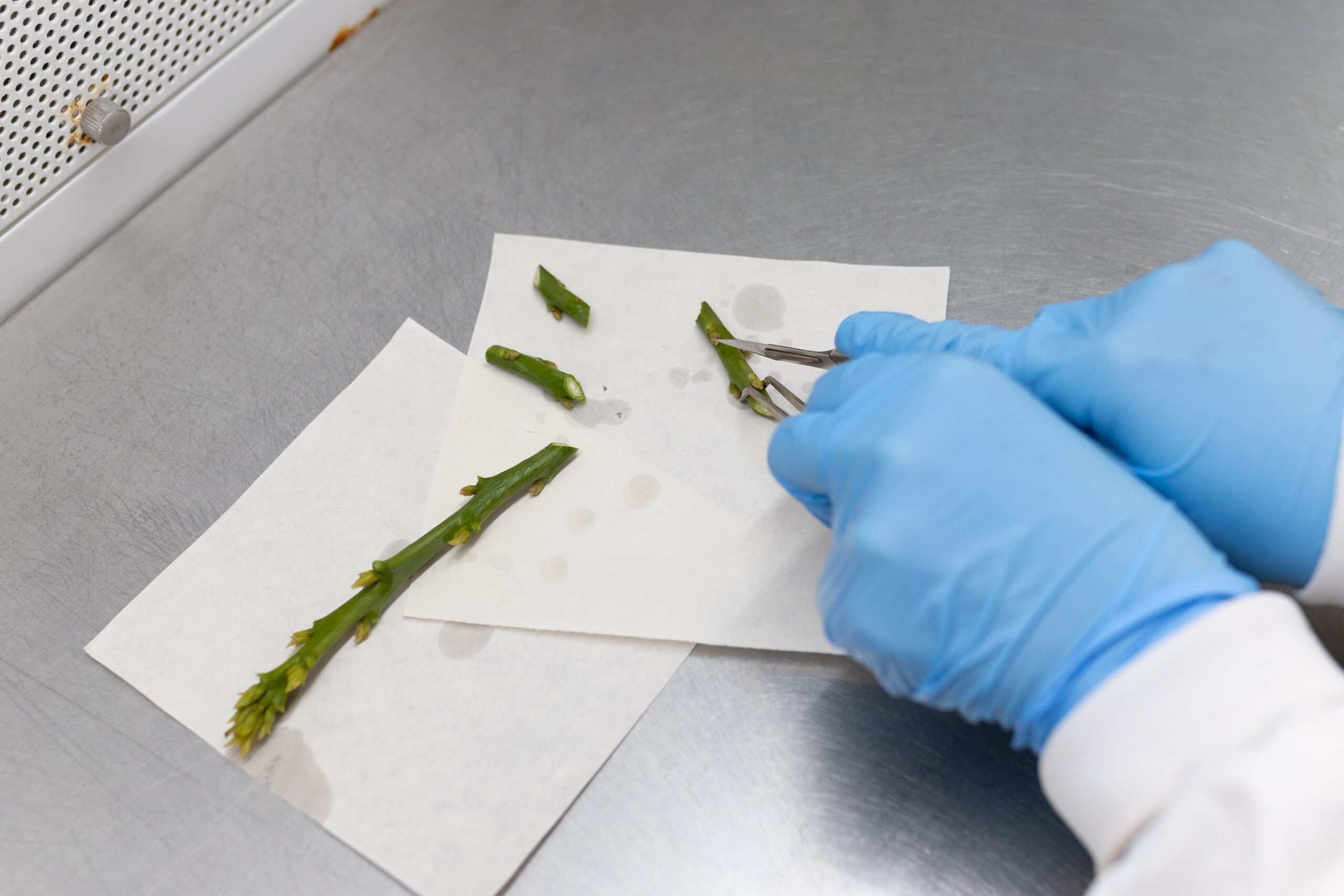 cutting avocado explants