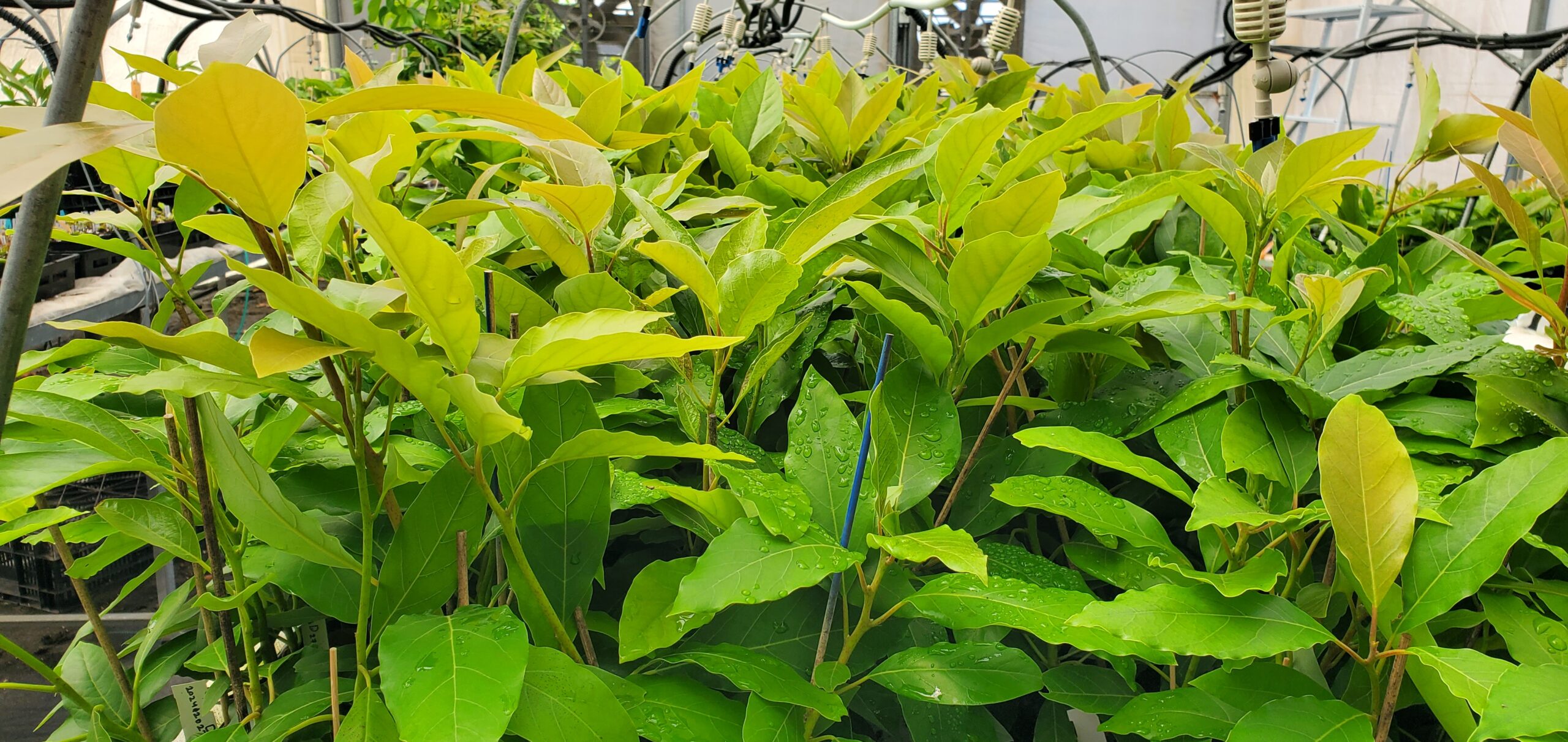 avocado seedlings