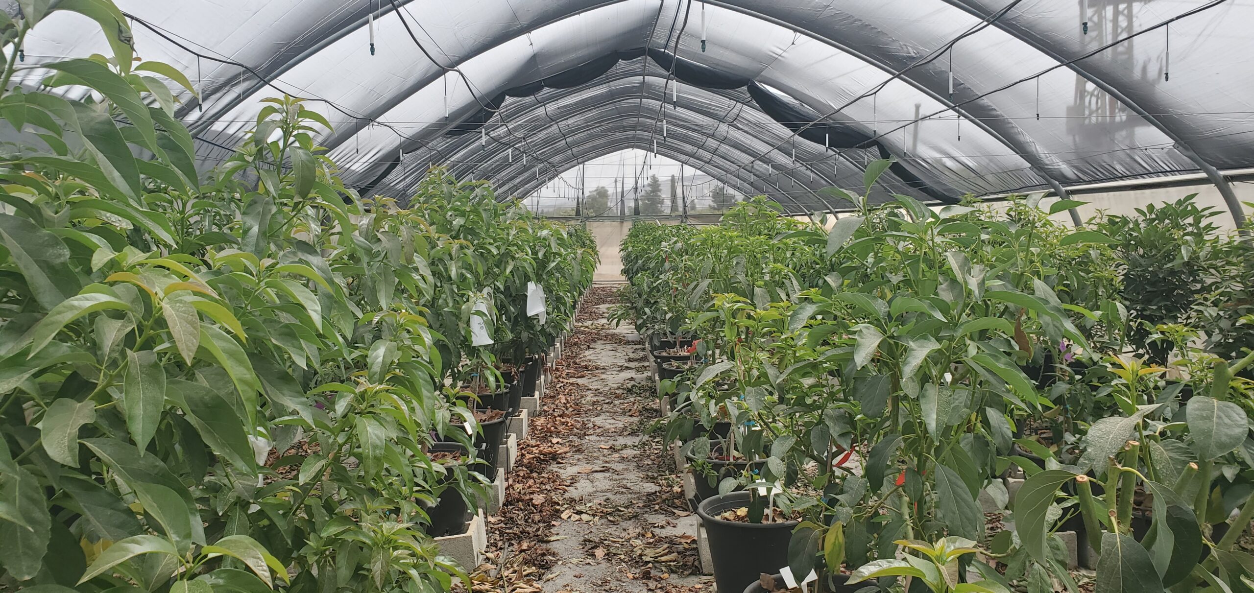 Avocado greenhouse