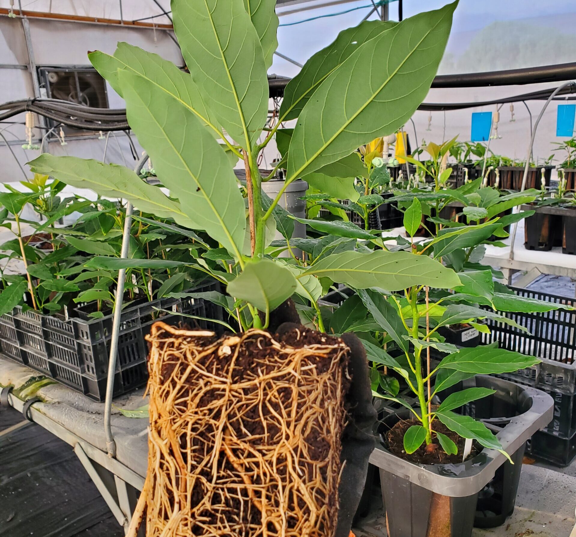 avocado roots