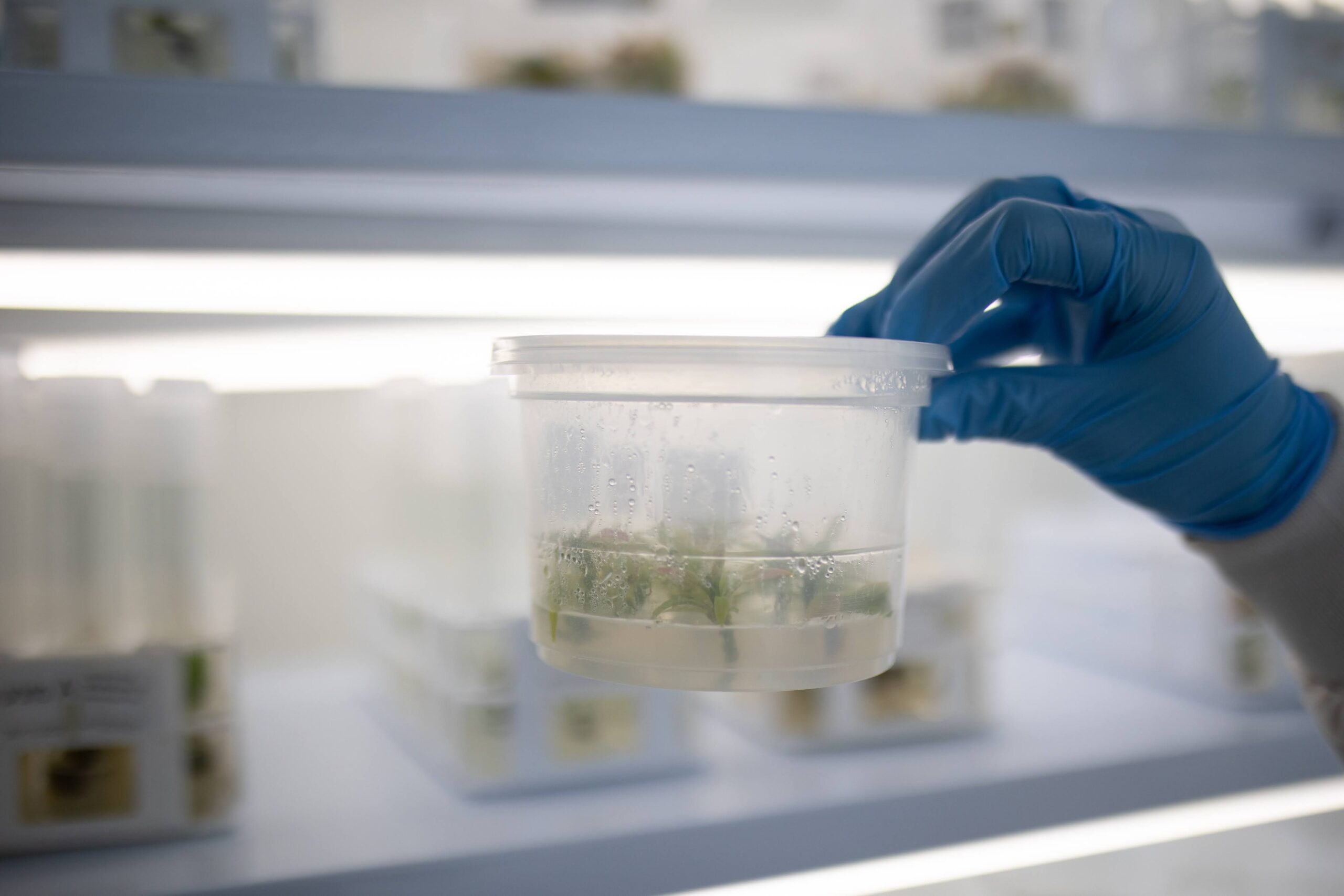 avocado tissue culture box