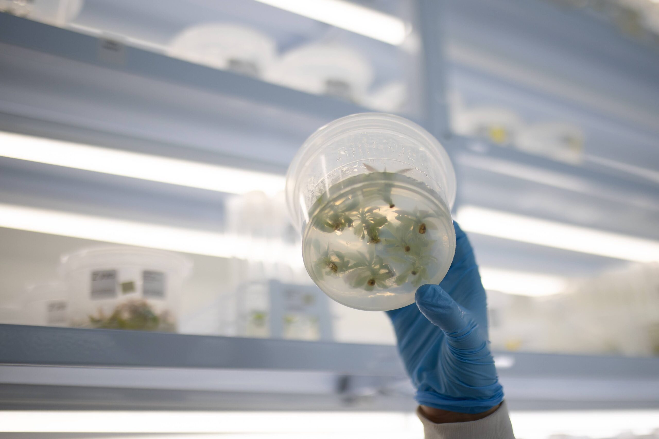 tissue culture box