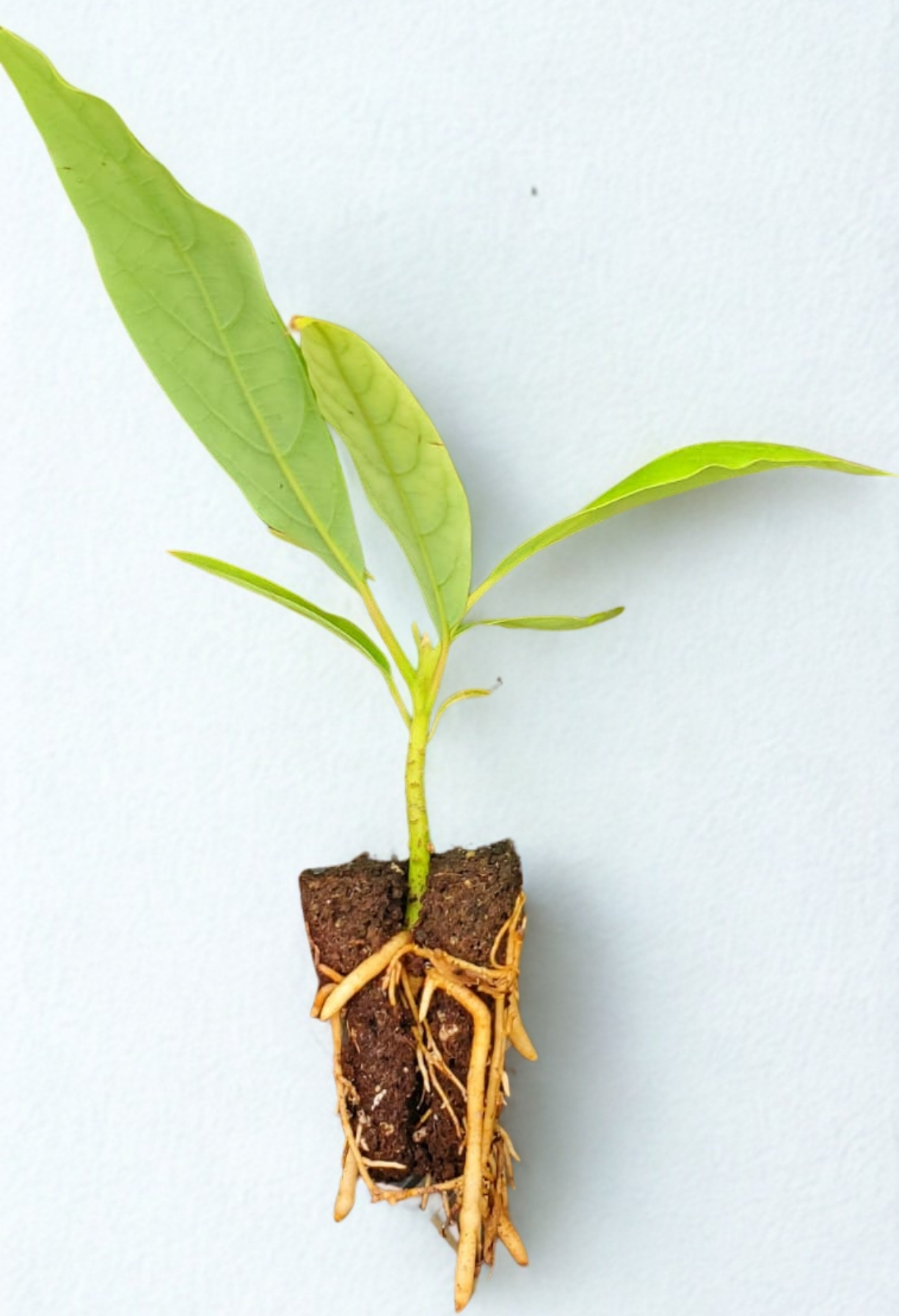 young avocado seedlings
