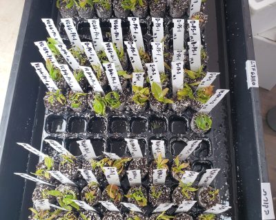 Young avocado seedling