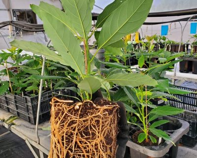 avocado roots