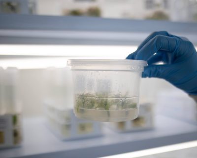 avocado tissue culture box
